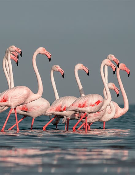 Ras Al Khor Wildlife Sanctuary